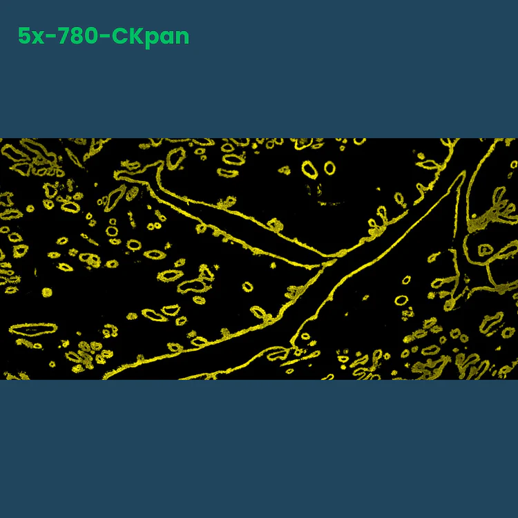 TSA Fluorophore CM780