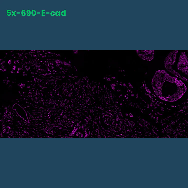 TSA Fluorophore CM690