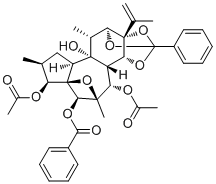 Trigothysoid L