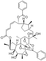 Trigothysoid O