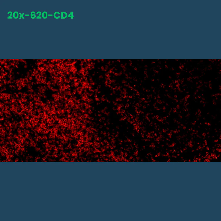 TSA Fluorophore CM620